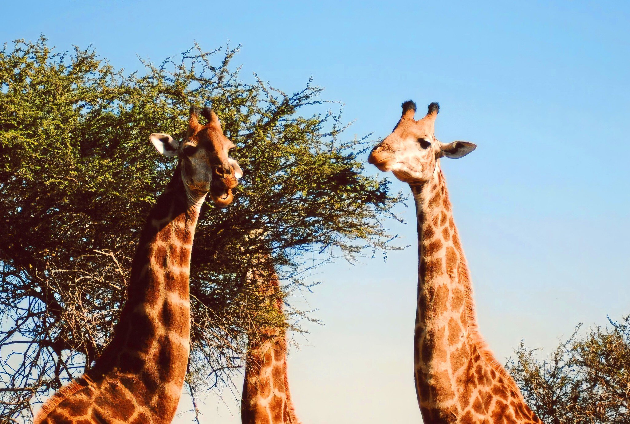 Safari South Africa Style